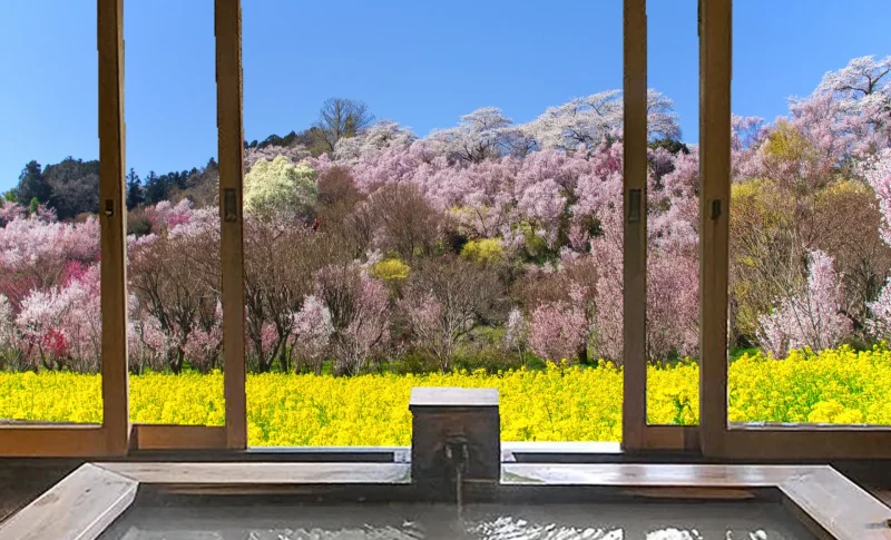 旅館内の浴場から見えるインスタ映えする桜